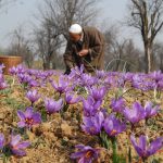 خرید زعفران از کشاورز