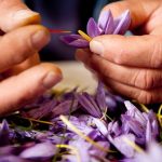 چرا زعفران گران شده است؟